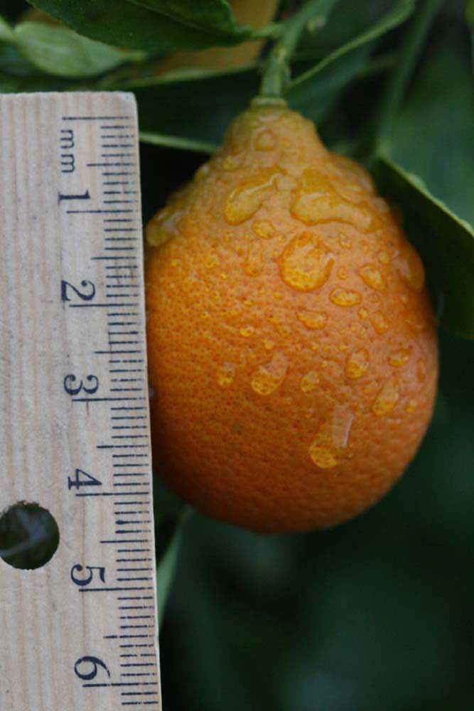              Fruit (Riverside, CA)       